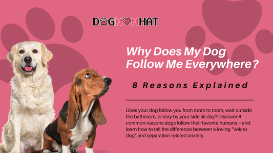Why Does My Dog Follow Me Everywhere? 8 Reasons Explained