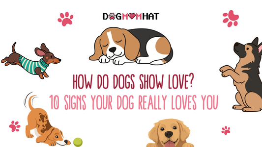 How Do Dogs Show Love? 10 Signs Your Dog Really Loves You ❤️