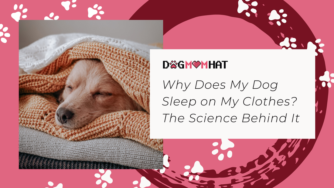 Why Does My Dog Sleep on My Clothes? The Science Behind It