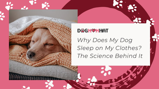Why Does My Dog Sleep on My Clothes? The Science Behind It